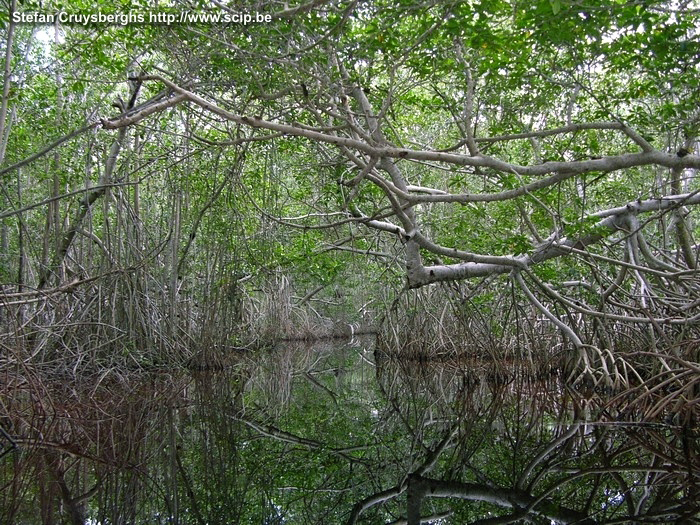 Celestun - Mangrove  Stefan Cruysberghs